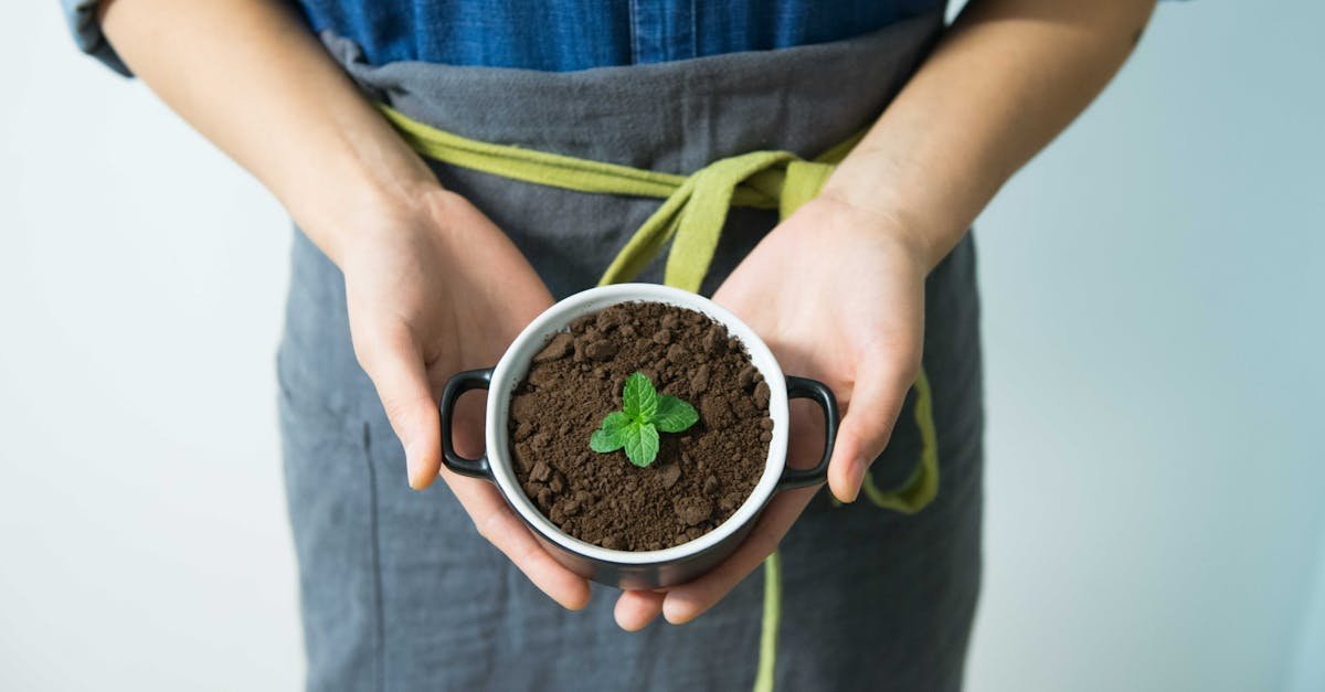 Close-up of hands holding a pot with soil and a young mint plant in growth.